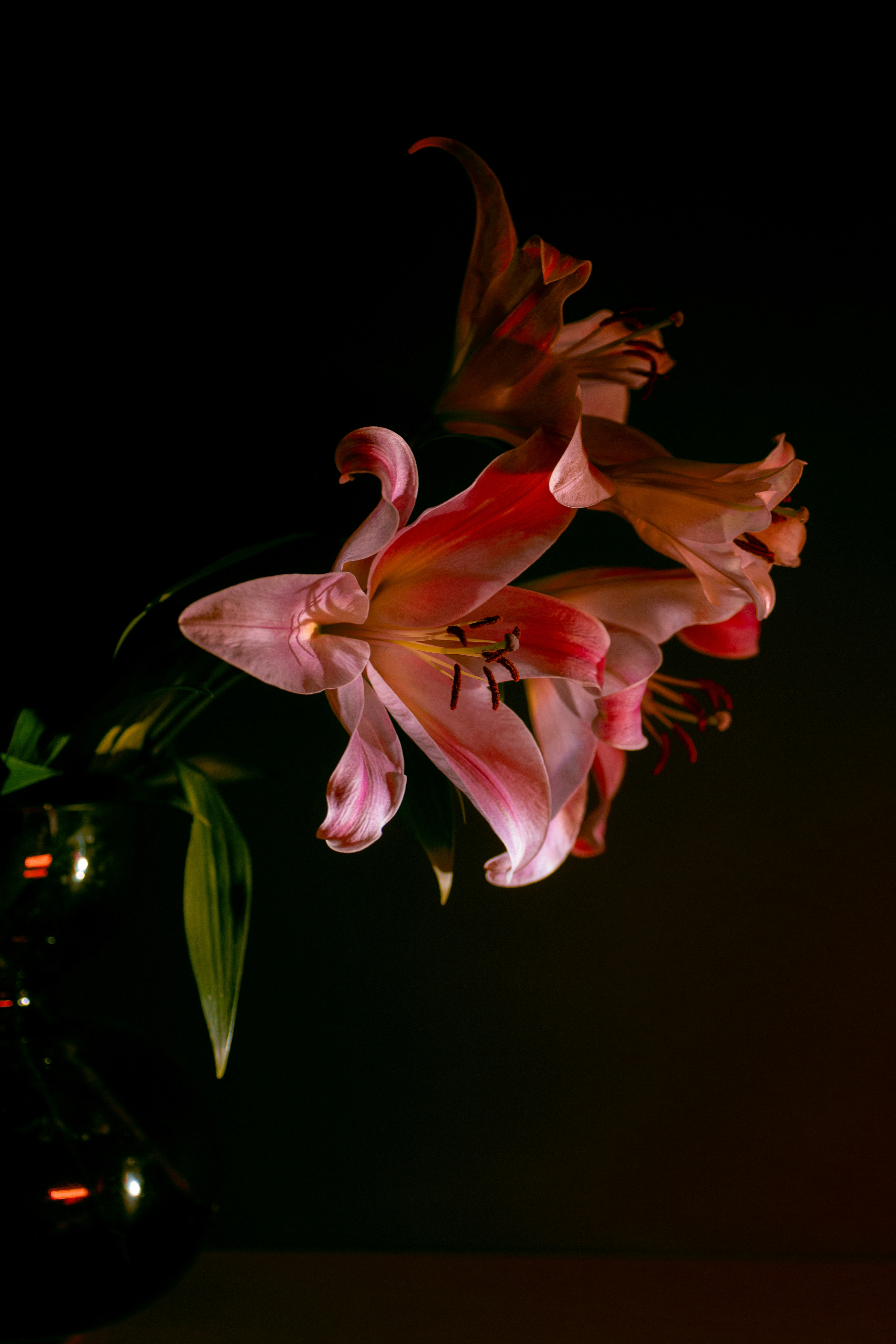 photo lily